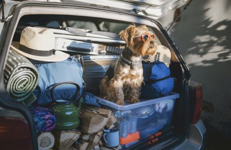 Départ chien en vacances