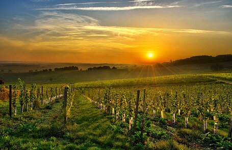 Couché de soleil derrière les vignes de Dordogne