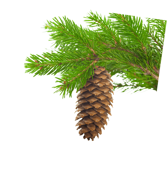 Pine cone